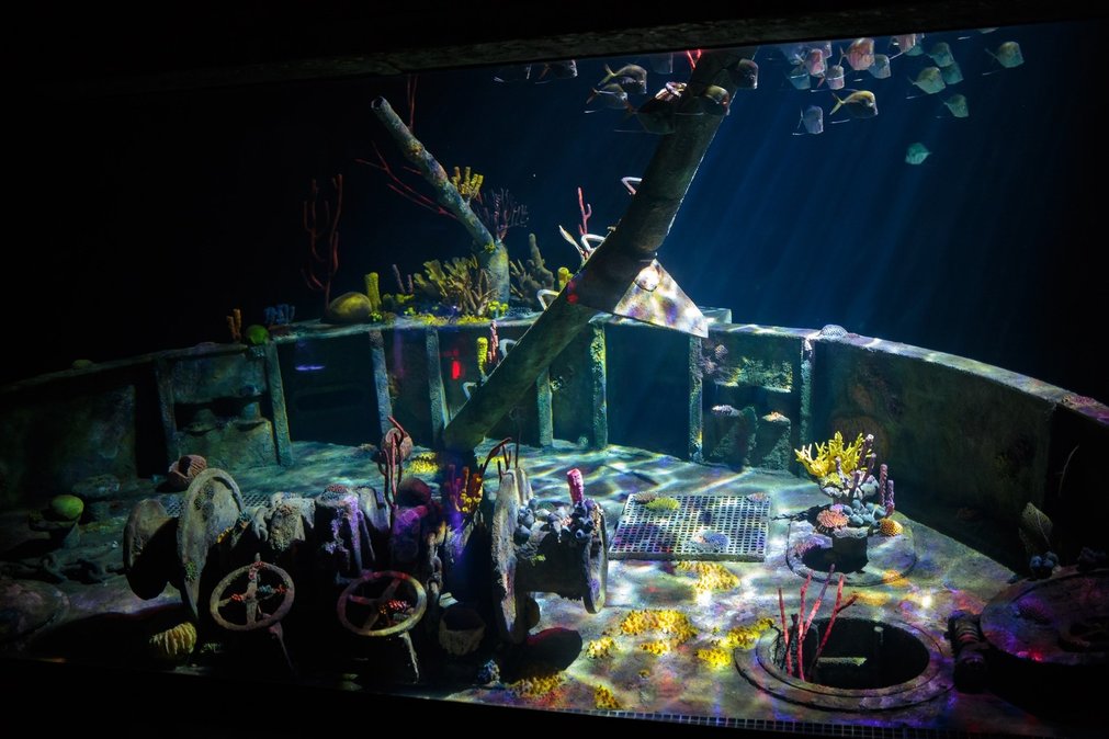 The Deep opens new habitat, The Wreck, this summer 