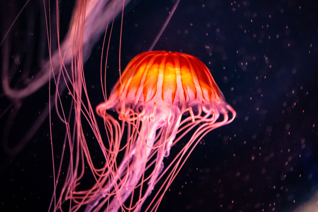 DIVE INTO ALL THINGS JELLYFISH AT THE DEEP THIS HALF-TERM