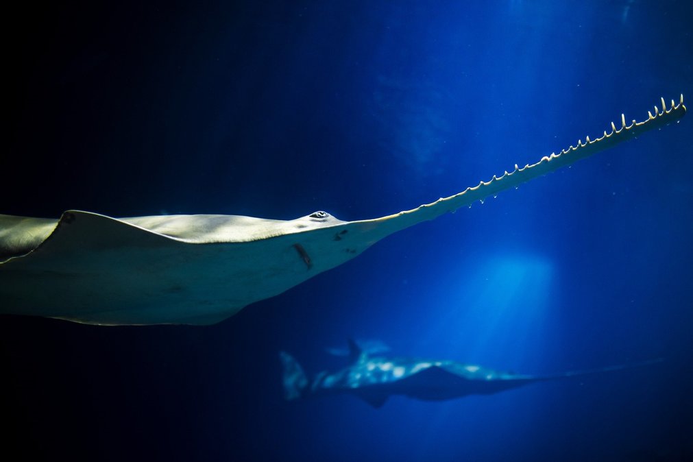 SPOTLIGHTING SAWFISH: A DAY DEDICATED TO A CRITICALLY ENDANGERED SPECIES